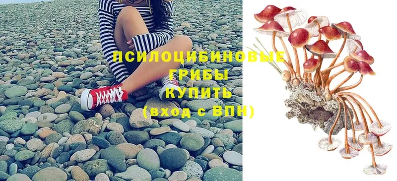 kraken как зайти  где продают   Ангарск  Галлюциногенные грибы Psilocybe 